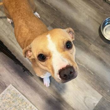 Chihuahua Dogs Available for Adoption - Ebi | PetCurious