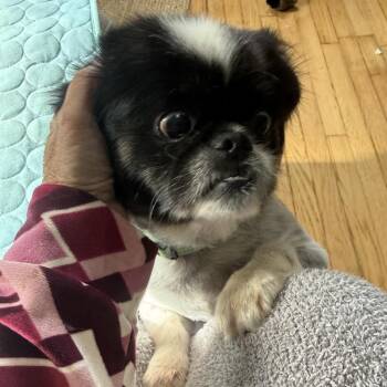 Detroit City -  Pekingese and Mixed Breed Dog for Adoption in Fredericksburg, Virginia - Detroit City | PetCurious