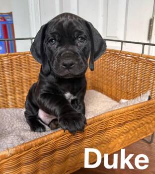 English Coonhound and Hound Dogs Available for Adoption - Duke | PetCurious