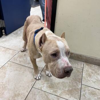 Pit Bull Terrier Dogs Available for Adoption - Milo | PetCurious