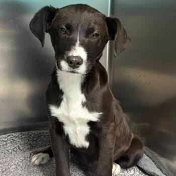 Black Labrador Retriever and Beagle Dogs Available for Adoption - Valentino | PetCurious