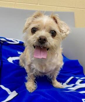 Lorna Doone -  Brussels Griffon and Yorkshire Terrier Dog for Adoption in Westland, Michigan - Lorna Doone | PetCurious