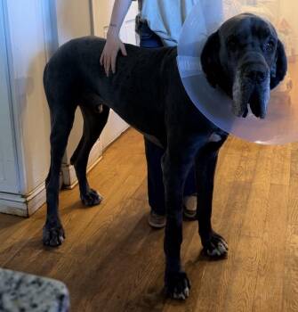 Great Dane Dogs Available for Adoption in Williamston, South Carolina - Odin | PetCurious