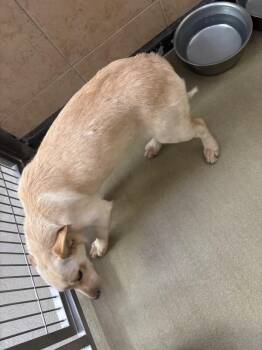 Athena -  Mixed Breed Dog Available for Adoption in Hobbs, New Mexico - Athena | PetCurious