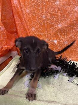 Rescue German Shepherd Dog and Mixed Breed Dogs for Adoption in Modesto, California - ANISE | PetCurious