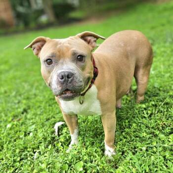 Miss Piggy -  English Bulldog and American Staffordshire Terrier Dog for Adoption in Fairfax Station, Virginia - Miss Piggy | PetCurious