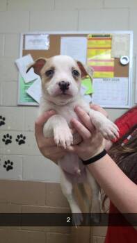 Neo -  Pit Bull Terrier Dog Available for Adoption in Swainsboro, Georgia - Neo | PetCurious