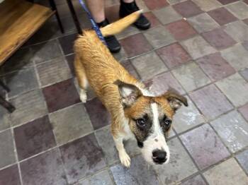 Ratatouille -  Mixed Breed Dog for Adoption in New York, New York - Ratatouille | PetCurious