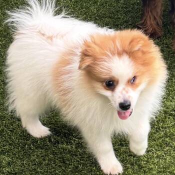 Fluff 3356 -  Pomeranian and None Dog for Adoption in Loxahatchee Groves, Florida - Fluff 3356 | PetCurious