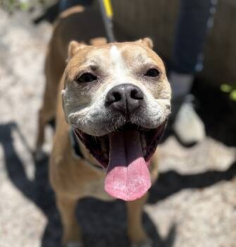 Rescue Pit Bull Terrier Dogs for Adoption in Lacey Township, New Jersey - Waffle | PetCurious