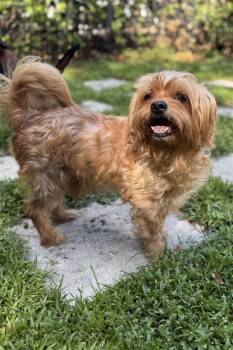 Rescue Shih Tzu Dogs for Adoption in Plant City, Florida - Theodore (Theo) | PetCurious