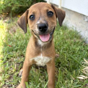 Cornelia -  Dalmatian Dog for Adoption in Harlingen, Texas - Cornelia | PetCurious