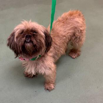 SKITTES -  Mixed Breed Dog for Adoption in Memphis, Tennessee - SKITTES | PetCurious