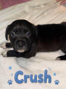 Crush- nemo litter -  American Staffordshire Terrier Dog for Adoption in Holly Springs, North Carolina - Crush- Nemo Litter | PetCurious