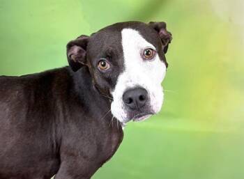 CICI -  American Staffordshire Terrier and Mixed Breed Dog for Adoption in Fort Lauderdale, Florida - CICI | PetCurious