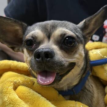 Esperanza -  Chihuahua Dog for Adoption in Yuma, Arizona - Esperanza | PetCurious