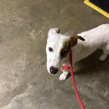 Mixed Breed Dogs Available for Adoption in Milton, Florida - Buddy | PetCurious
