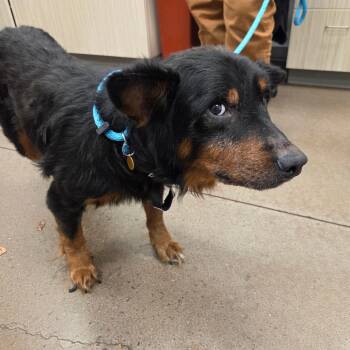 Roddy -  Australian Shepherd and Mixed Breed Dog for Adoption in Chattanooga, Tennessee - Roddy | PetCurious