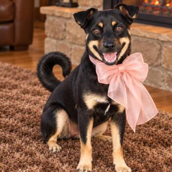 Izzy -  Chihuahua and Terrier Dog for Adoption in Crosby, Texas - Izzy | PetCurious