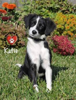 Rescue Border Collie Dogs for Adoption in Joliet, Illinois - Katie | PetCurious
