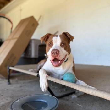 American Bulldog Dogs Available for Adoption - SCUE | PetCurious