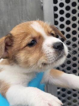 Australian Cattle Dog Blue Heeler Dogs Available for Adoption in San Antonio, Texas - THEO | PetCurious