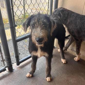 CT Brutus -  Great Dane and Irish Wolfhound Dog for Adoption in Stormville, New York - CT Brutus | PetCurious