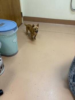 Mimi -  Chihuahua Dog Available for Adoption in Kennewick, Washington - Mimi | PetCurious