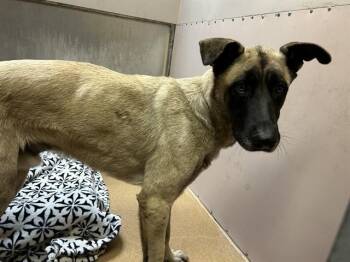 TERRY -  Anatolian Shepherd Dog for Adoption in Martinez, California - TERRY | PetCurious