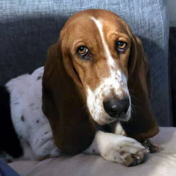 Rescue Basset Hound Dogs for Adoption in Hamilton, New Jersey - EMILY | PetCurious