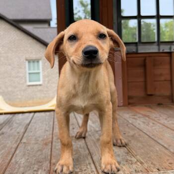 Rhodesian Ridgeback and Feist Dogs Available for Adoption in Warrior, Alabama - Dixie | PetCurious
