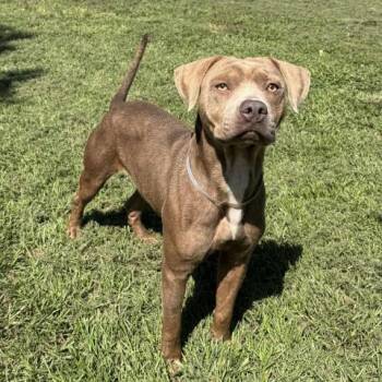 Rescue Pit Bull Terrier Dogs for Adoption in Conroe, Texas - JEREMY | PetCurious