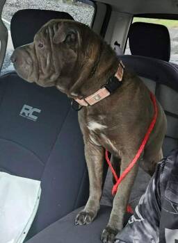 Shar Pei Dogs Available for Adoption - Dove | PetCurious