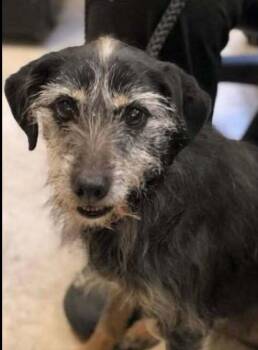 Mixed Breed Dogs Available for Adoption - Cricket | PetCurious