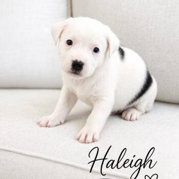 Haleigh -  Border Collie and Australian Cattle Dog Blue Heeler Dog for Adoption in Lucas, Texas - Haleigh | PetCurious
