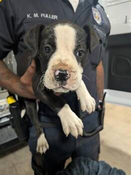 TRIXIE -  Pit Bull Terrier and Mixed Breed Dog for Adoption in Dayton, Ohio - TRIXIE | PetCurious