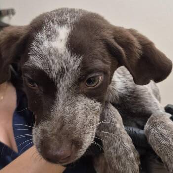 Seth Rollins -  German Shorthaired Pointer and Cattle Dog Dog for Adoption in Reno, Nevada - Seth Rollins | PetCurious