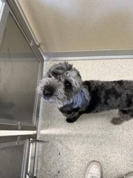 Maggie -  Australian Shepherd and Poodle Dog for Adoption in Pequot Lakes, Minnesota - Maggie | PetCurious