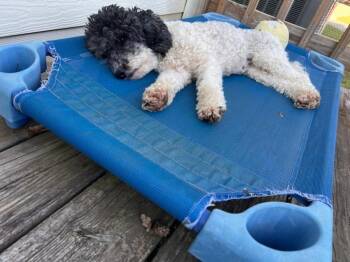 Labrador Retriever Dogs Available for Adoption in Milton, Georgia - Mimi | PetCurious