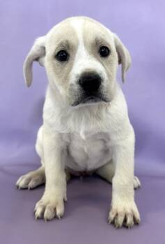 Rescue Saint Bernard and Mixed Breed Dogs for Adoption in Morton Grove, Illinois - Winne | PetCurious