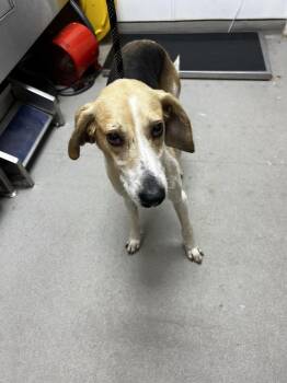 AAD New Arrival!  Charlie - 26121 -  Foxhound Dog for Adoption in Armonk, New York - AAD New Arrival!  Charlie - 26121 | PetCurious
