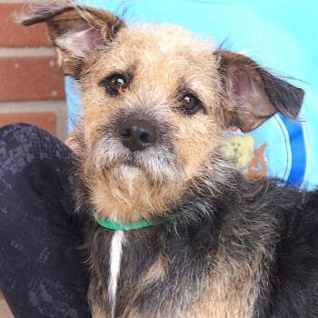 Firu -  Border Terrier and Terrier Dog for Adoption in Carrollton, Texas - Firu | PetCurious