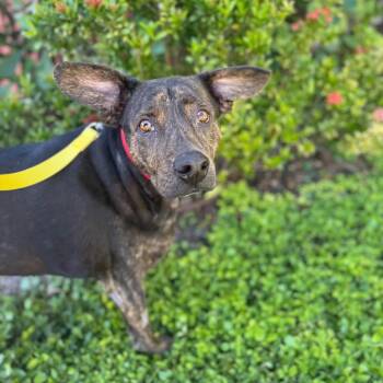 Farlan -  Retriever and Mixed Breed Dog for Adoption in Bradenton, Florida - Farlan | PetCurious