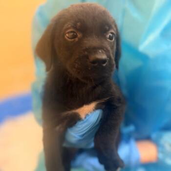 Minnie -  Mixed Breed Dog for Adoption in Corinth, Mississippi - Minnie | PetCurious