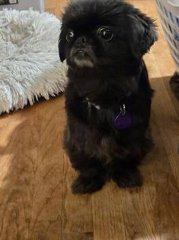 Bridget -  Pekingese Dog for Adoption in Powder Springs, Georgia - Bridget | PetCurious