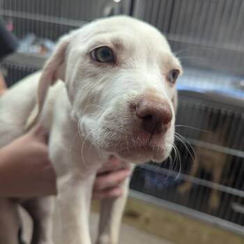 Hound and Catahoula Leopard Dog Dogs Available for Adoption in Parrish, Alabama - Trix | PetCurious