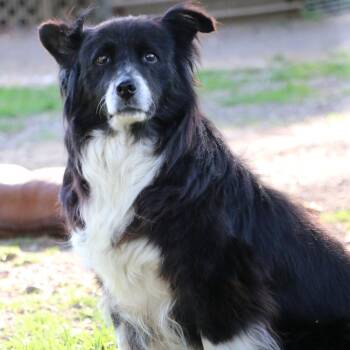 Katie Sue -  Border Collie Dog Available for Adoption in Cooperstown, New York - Katie Sue | PetCurious