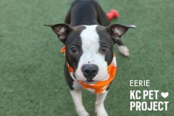 Pit Bull Terrier and Mixed Breed Dogs Available for Adoption in Kansas City, Missouri - Eerie | PetCurious