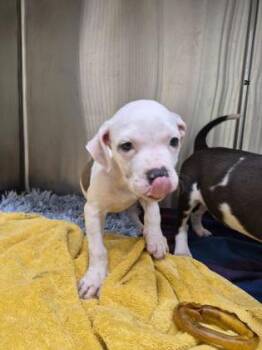 Robin -  Mixed Breed Dog for Adoption in Westland, Michigan - Robin | PetCurious