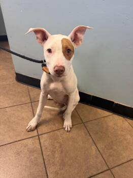 Petey -  Mixed Breed Dog for Adoption in Marion, Ohio - Petey | PetCurious